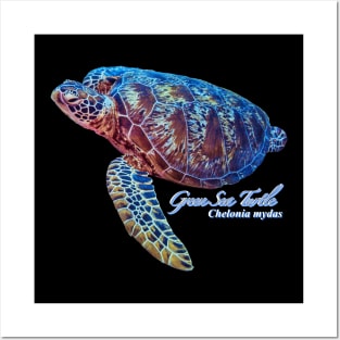 Green sea turtle Posters and Art